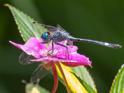 Micrathyria venezuelae (Forest Pond Dasher) male.jpg
